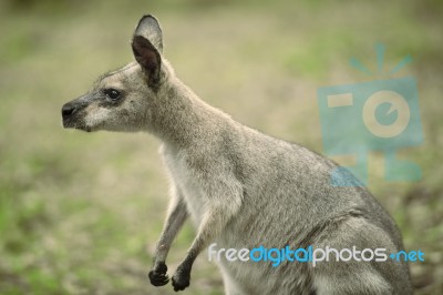 Wallaby Outside By Itself Stock Photo