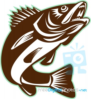 Walleye Fish Jumping Isolated Retro Stock Image