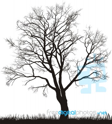 Walnut Tree In Winter Stock Image