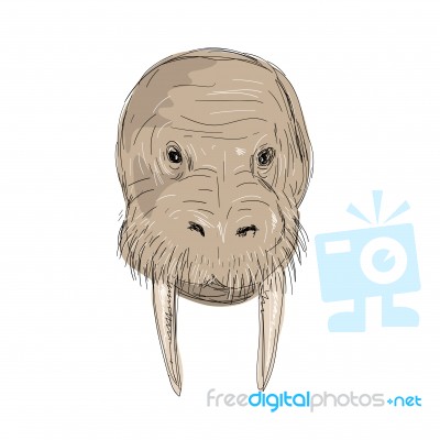 Walrus Head Drawing Stock Image