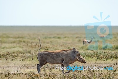 Warthog, Phacochoerus Africanus In Serengeti Stock Photo