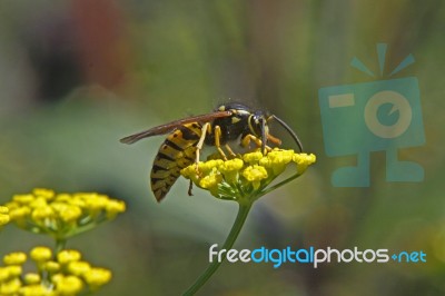 Wasp  Stock Photo