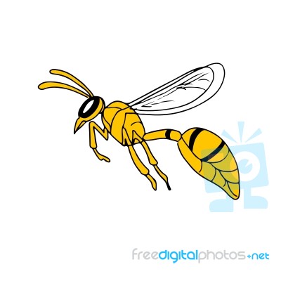 Wasp Flying Drawing Stock Image