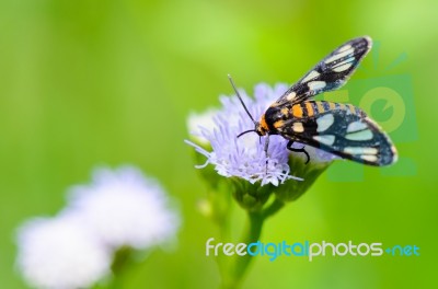 Wasp Moth Or Eressa Angustipenna Stock Photo
