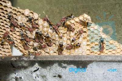 Wasp Nest With Wasps Sitting On It Stock Photo