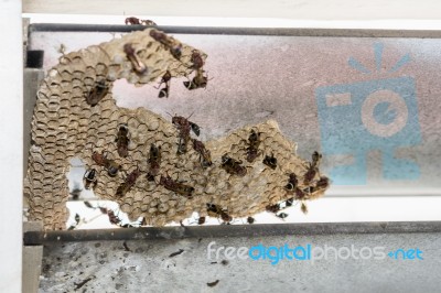 Wasp Nest With Wasps Sitting On It. Wasps Polist Stock Photo