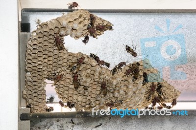 Wasp Nest With Wasps Sitting On It. Wasps Polist Stock Photo