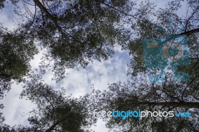 Watching The Blue Sky True The Branch Tree Stock Photo