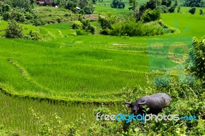 Water Buffalo In A Rice Field In Vietnam Stock Photo