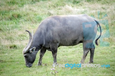 Water Buffalo Or Domestic Asian Water Buffalo (bubalus Bubalis) Stock Photo