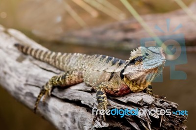Water Dragon Stock Photo Water Dragon Stock Photo