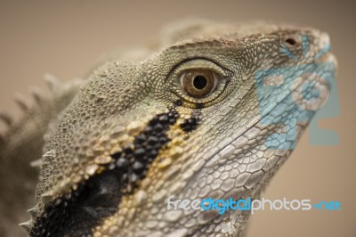 Water Dragon Outside During The Day.  Stock Photo