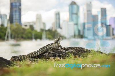 Water Dragon Outside During The Day By The Brisbane River Stock Photo