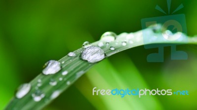 Water Droplets On Grass Stock Photo