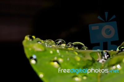 Water Drops On Leaves Stock Photo