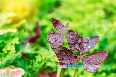 Water Drops On Leaves Stock Photo