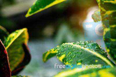 Water Drops On Leaves With Sunlight Stock Photo