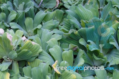 Water Hyacinth Stock Photo