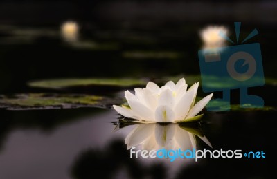 Water Lily Beautiful Lotus Flower Is The Background Stock Photo