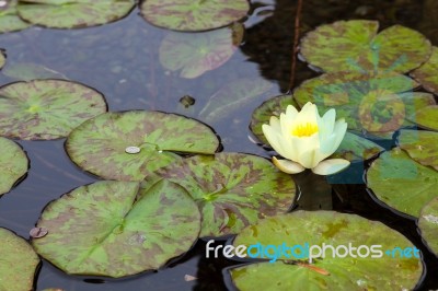 Water Lily (nymphaeaceae) Stock Photo