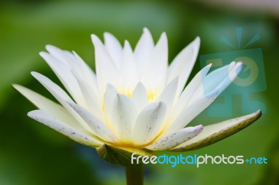 Water Lily On A Pond Stock Photo
