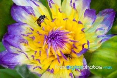 Water Lily On A Pond Stock Photo
