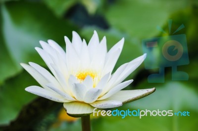 Water Lily On A Pond Stock Photo