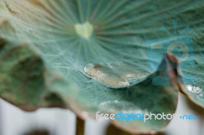 Water On Lotus Leaves Stock Photo