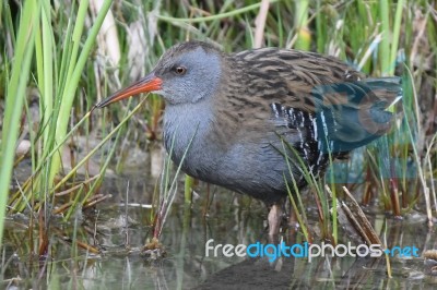 Water Rail Stock Photo