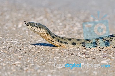 Water Snake On The Bay Stock Photo Water Snake On The Bay Stock Photo