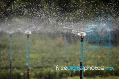Water Sprinkler System Stock Photo