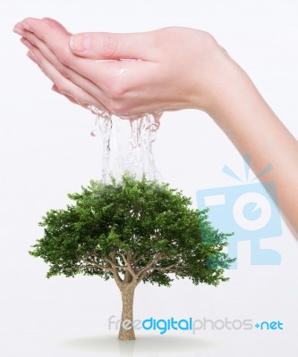 Water Tree Stock Photo