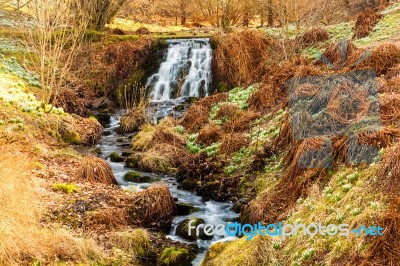 Waterfall And Snowdrops At  Dawyck Botanic Garden Scotland Stock Photo