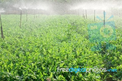 Watering In Farm Stock Photo