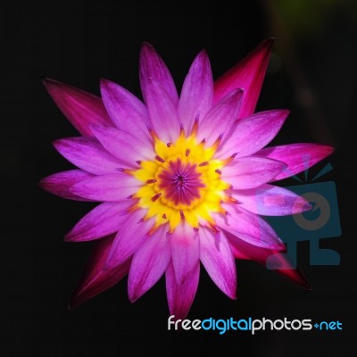 Waterlily Stock Photo