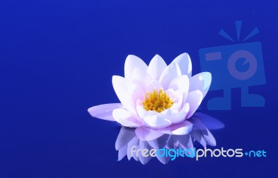 Waterlily Stock Photo