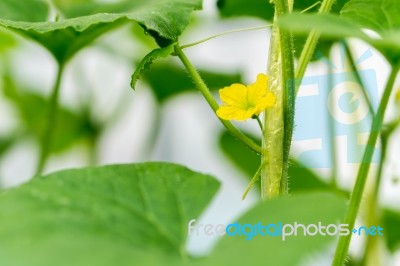 Watermelon Flower With Young Watermelon Stock Photo
