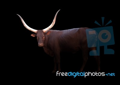 Watusi In The Dark Stock Photo