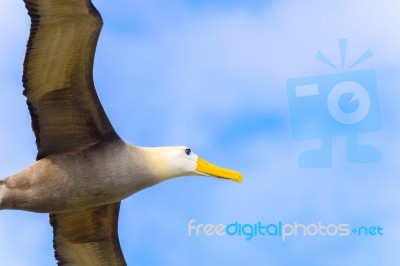 Waved Albatross Flying In Galapagos Stock Photo
