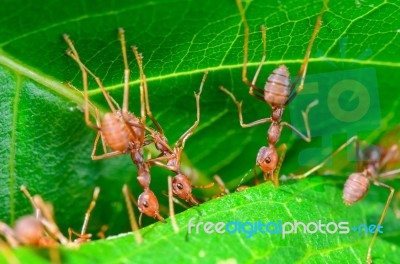 Weaver Ants Or Green Ants (oecophylla Smaragdina) Stock Photo