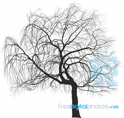Weeping Willow Tree Stock Image