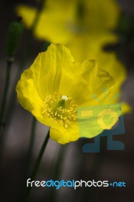 Welsh Poppy Or  Meconopsis Cambrica Stock Photo