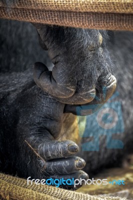 Western Lowland Gorilla (gorilla Gorilla Gorilla) Stock Photo