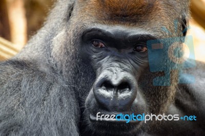 Western Lowland Gorilla (gorilla Gorilla Gorilla) Stock Photo