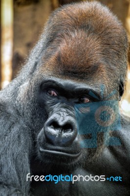Western Lowland Gorilla (gorilla Gorilla Gorilla) Stock Photo