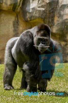 Western Lowland Gorilla (gorilla Gorilla Gorilla) On A Zoo Stock Photo