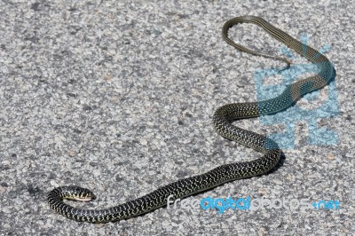 Western Whip Snake (coluber Viridiflavus) Stock Photo