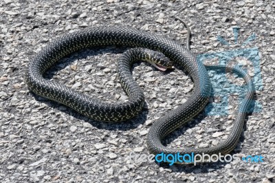 Western Whip Snake (coluber Viridiflavus) Stock Photo