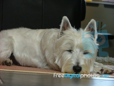 Westie Stock Photo