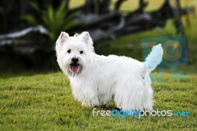 Westie Dog Stock Photo